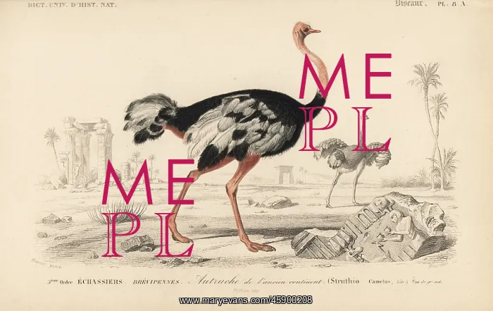 : Common ostrich, Struthio camelus : Common ostrich, Struthio camelus