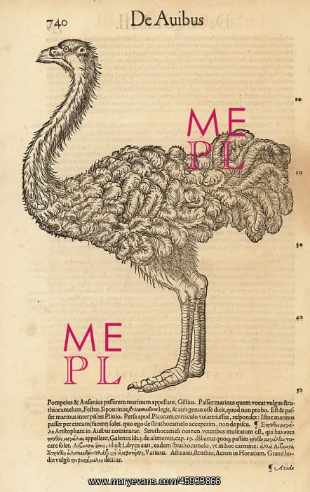 : Common ostrich, Struthio camelus : Common ostrich, Struthio camelus
