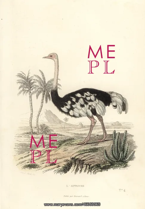 : Common ostrich, Struthio camelus : Common ostrich, Struthio camelus