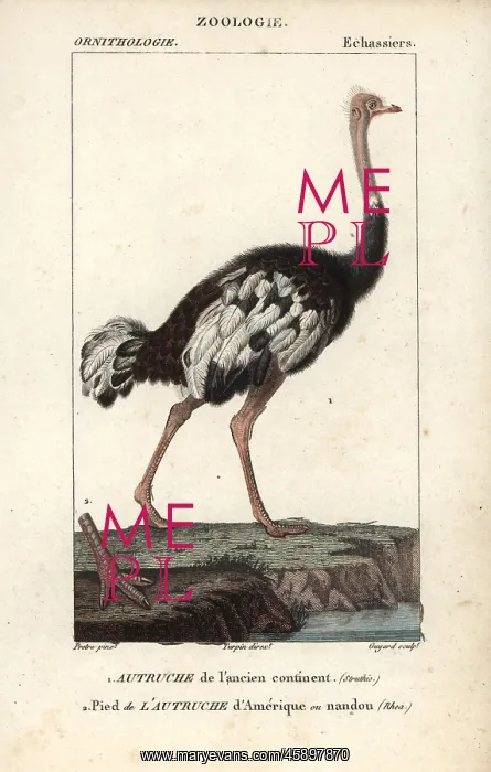 : Common ostrich, Struthio camelus, with foot : Common ostrich, Struthio camelus, with foot