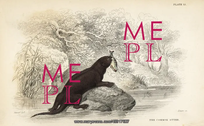: Common otter, Lutra lutra : Common otter, Lutra lutra