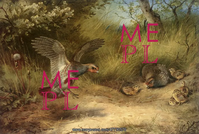  : Common Partridge, Perdix perdix