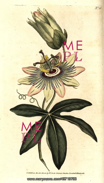 : Common passionflower, Passiflora caerulea : Common passionflower, Passiflora caerulea