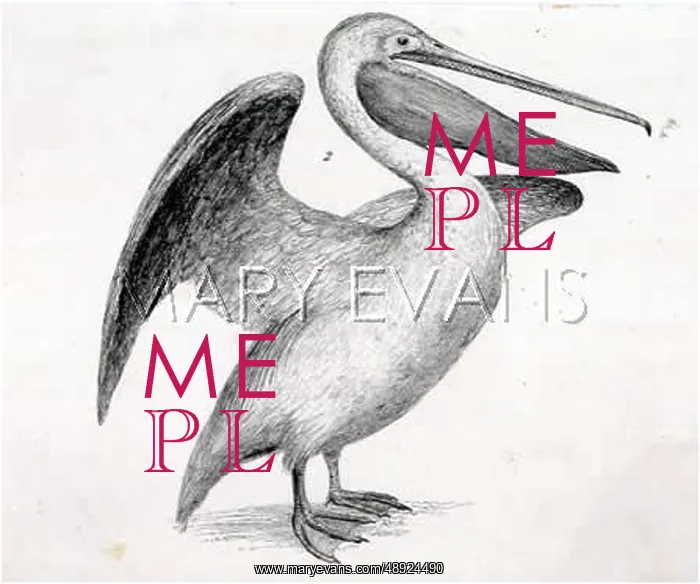  : COMMON PELICAN