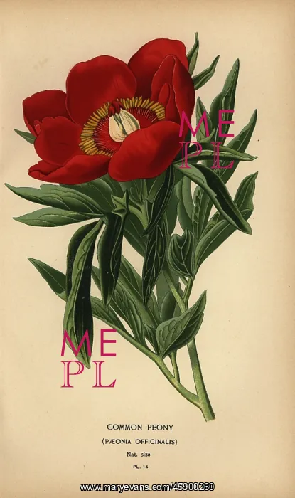 : Common peony, Paeonia officinalis : Common peony, Paeonia officinalis