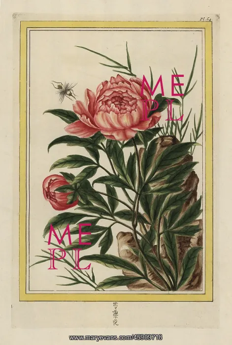 : Common peony, Paeonia officinalis : Common peony, Paeonia officinalis