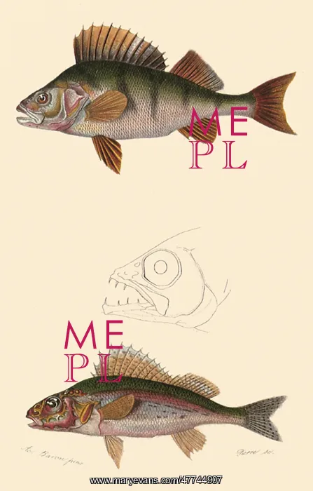  : A Common Perch and a Ruffe