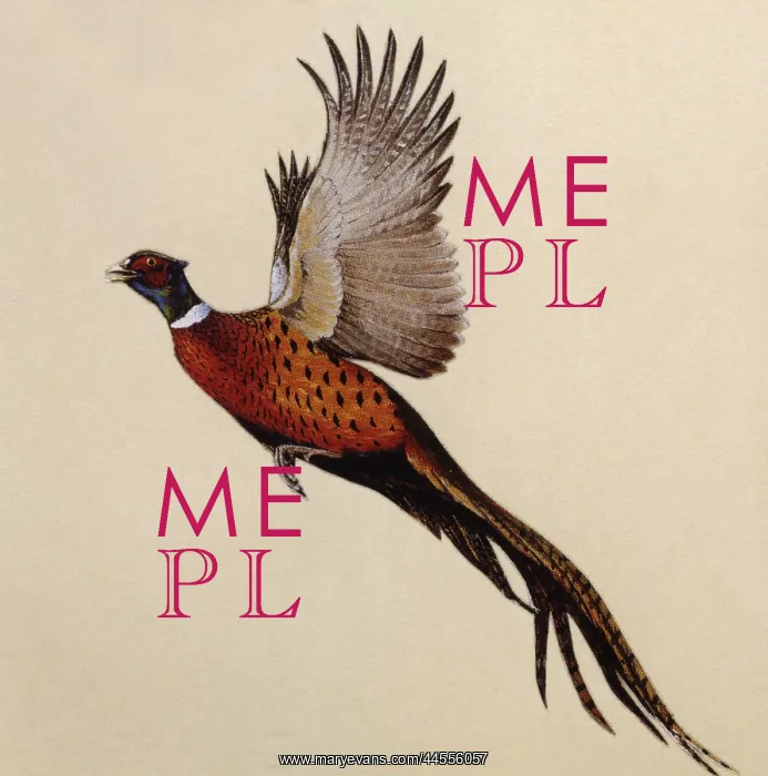: A Common Pheasant alarmed : A Common Pheasant alarmed