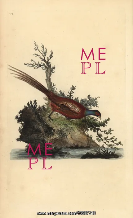 : Common pheasant, Phasianus colchicus : Common pheasant, Phasianus colchicus