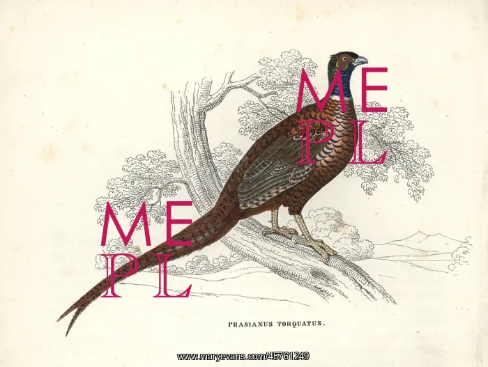 : Common pheasant, Phasianus colchicus : Common pheasant, Phasianus colchicus