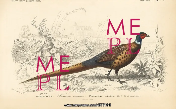 : Common pheasant, Phasianus colchicus : Common pheasant, Phasianus colchicus