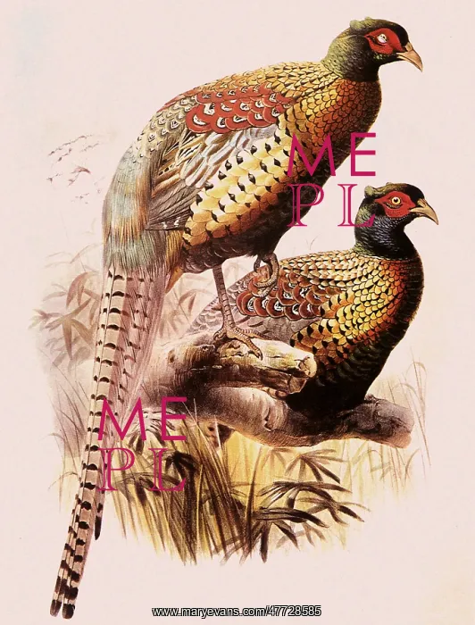  : Common Pheasant, Phasianus colchicus