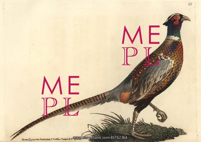 : Common pheasant (ring-necked), Phasianus colchicus torquatus : Common pheasant (ring-necked), Phasianus colchicus torquatus