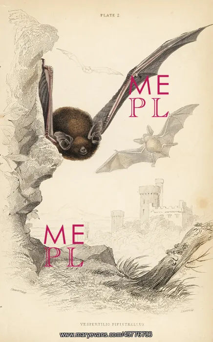 : Common pipistrelle, Pipistrellus pipistrellus : Common pipistrelle, Pipistrellus pipistrellus