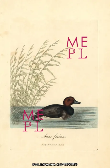 : Common pochard, Aythya ferina : Common pochard, Aythya ferina