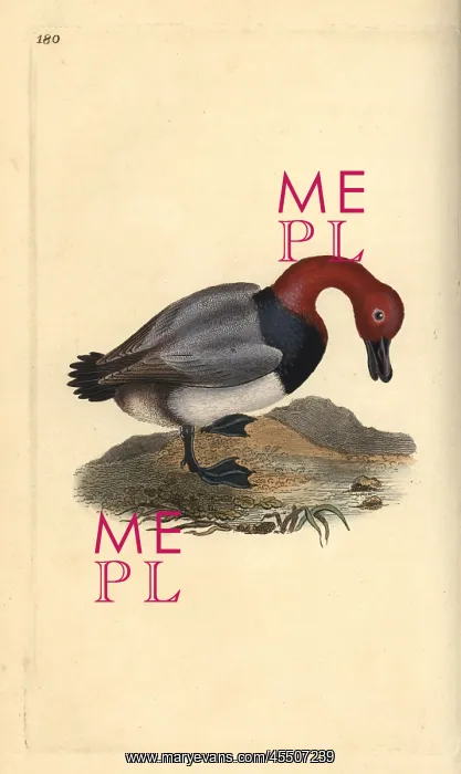  : Common pochard or red-headed wigeon, Aythra ferina (male)