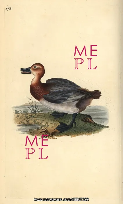 : Common pochard or red-headed wigeon, Aythra ferina (female) : Common pochard or red-headed wigeon, Aythra ferina (female)