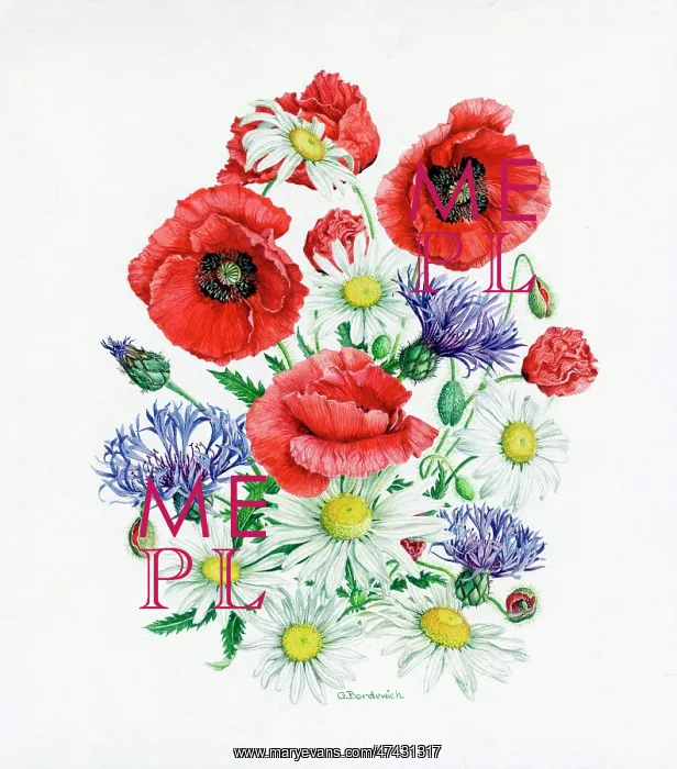 : Common Poppy, Ox-eye Daisy and Cornflower : Common Poppy, Ox-eye Daisy and Cornflower
