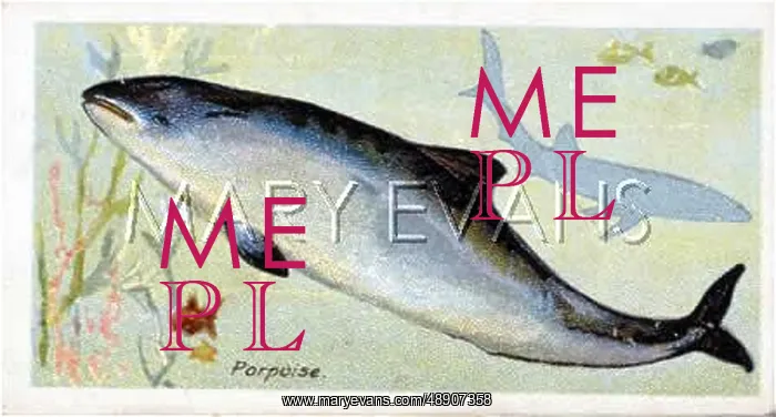  : COMMON PORPOISE / CIG CARD