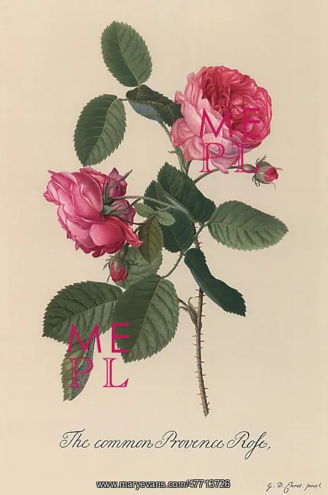 : Common Provence Rose : Common Provence Rose