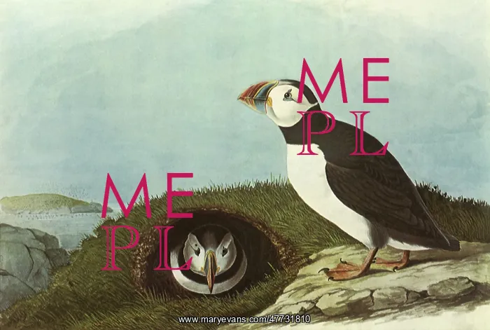 : Common Puffins : Common Puffins