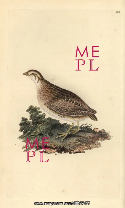  : Common quail, Coturnix coturnix