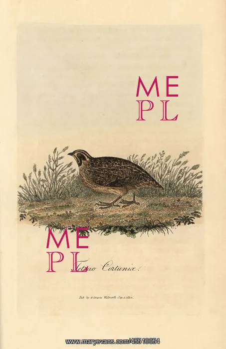 : Common quail, Coturnix coturnix : Common quail, Coturnix coturnix