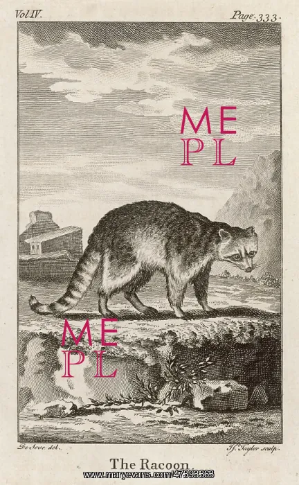  : COMMON RACCOON