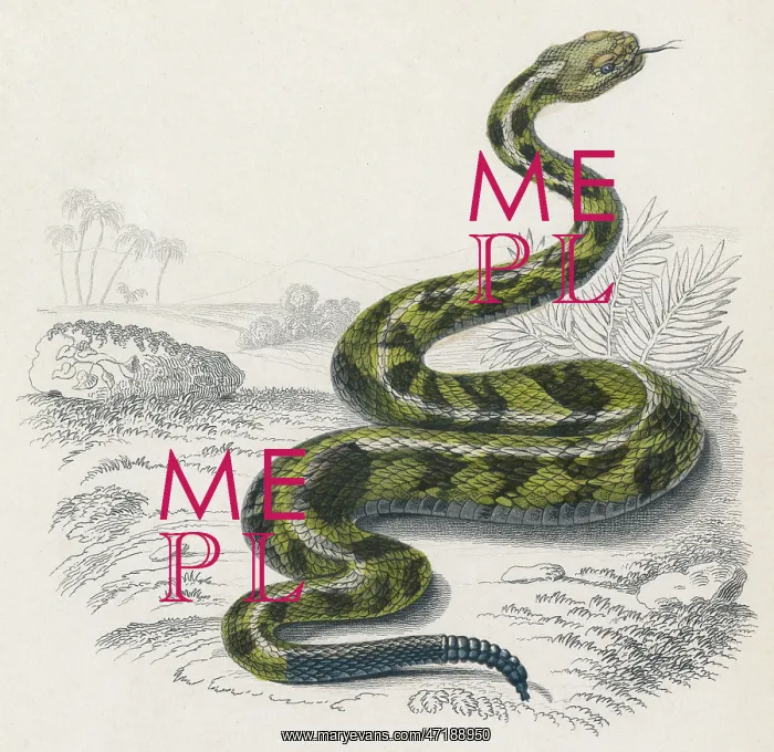 : COMMON RATTLE SNAKE / DUHN : COMMON RATTLE SNAKE / DUHN