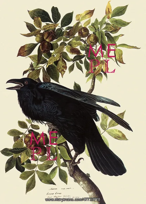  : Common Raven