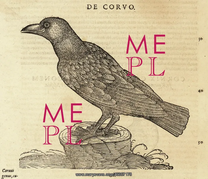 : Common raven, Corvus corax : Common raven, Corvus corax