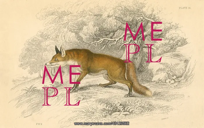 : Common or Red Fox (Vulpes vulpes), native of the : Common or Red Fox (Vulpes vulpes), native of the