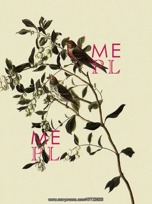  : Common Redpoll, Acanthis flammea