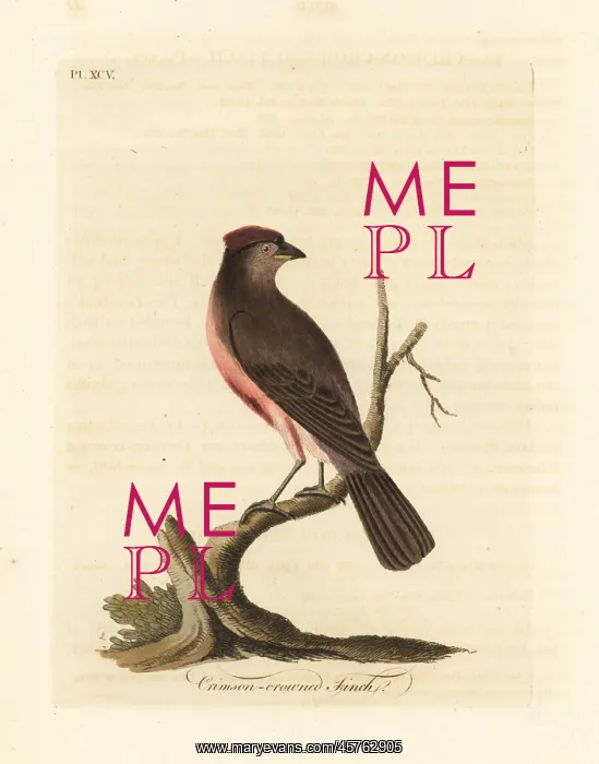 : Common redpoll, Carduelis flammea : Common redpoll, Carduelis flammea