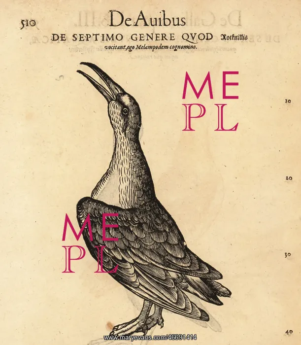 : Common redshank, Tringa totanus : Common redshank, Tringa totanus