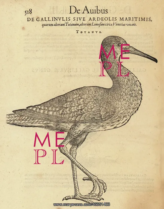 : Common redshank, Tringa totanus : Common redshank, Tringa totanus