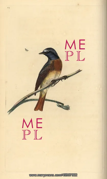 : Common redstart, Phoenicurus phoenicurus : Common redstart, Phoenicurus phoenicurus