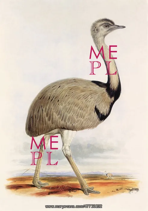  : Common Rhea, Rhea americana