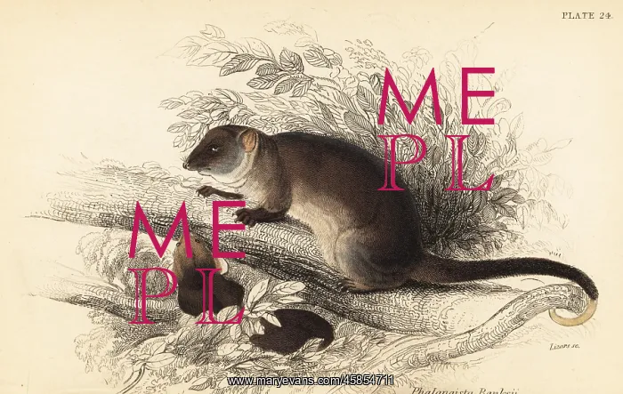 : Common ringtail possum, Pseudocheirus peregrinus : Common ringtail possum, Pseudocheirus peregrinus