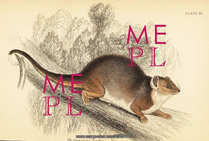: Common ringtail possum, Pseudocheirus peregrinus : Common ringtail possum, Pseudocheirus peregrinus