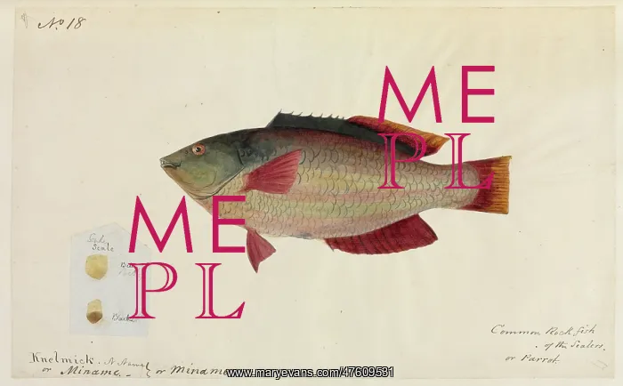 : Common rock fish illustration by Robert Neill : Common rock fish illustration by Robert Neill