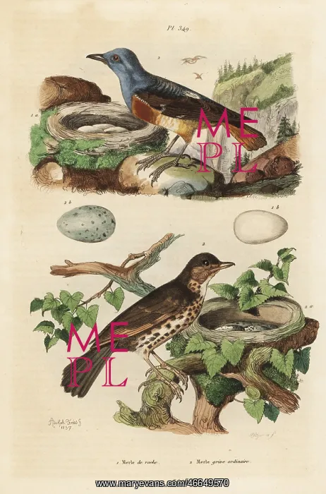 : Common rock thrush, Monticola saxatilis, and : Common rock thrush, Monticola saxatilis, and