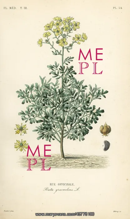 : Common rue or herb of grace, Ruta graveolens : Common rue or herb of grace, Ruta graveolens