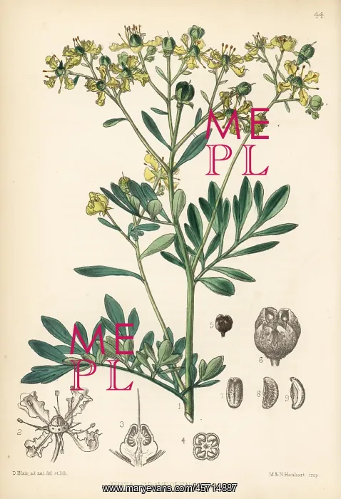 : Common rue, Ruta graveolens : Common rue, Ruta graveolens