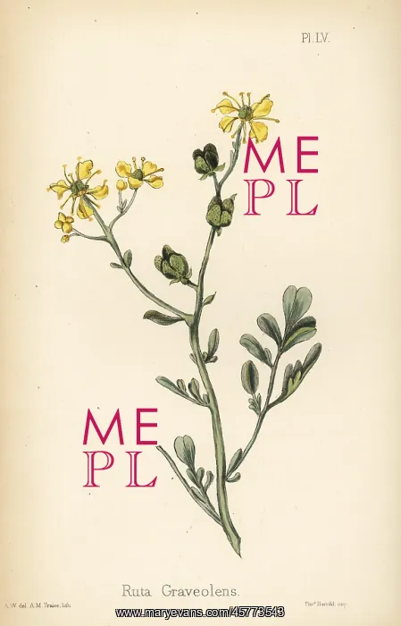 : Common rue, Ruta graveolens : Common rue, Ruta graveolens