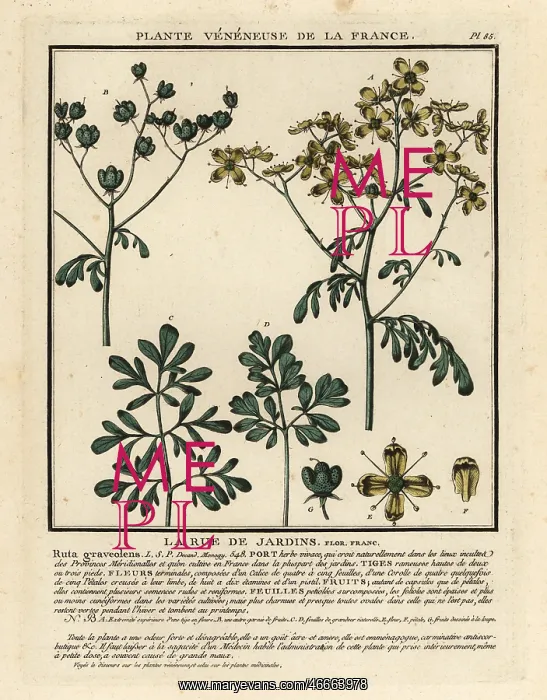 : Common rue, Ruta graveolens : Common rue, Ruta graveolens
