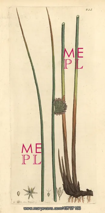 : Common rush, Juncus conglomeratus : Common rush, Juncus conglomeratus
