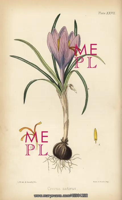 : Common saffron crocus, Crocus sativa : Common saffron crocus, Crocus sativa