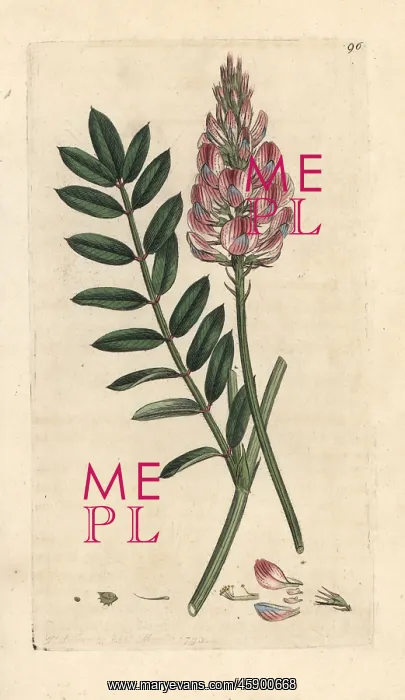 : Common sainfoin, Onobrychis viciifolia : Common sainfoin, Onobrychis viciifolia