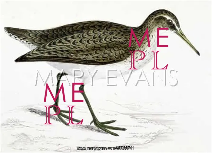 : COMMON SANDPIPER : COMMON SANDPIPER
